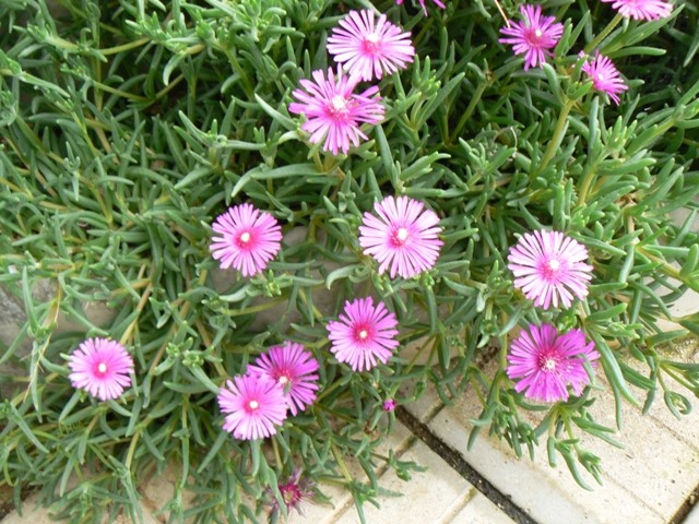 Delosperma - Delosperma
Avtor: vrtnarka
rastline.mojforum.si