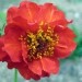 Geum 'Mrs J Bradshaw'  - Sretena
Avtor: zupka
rastline.mojforum.si