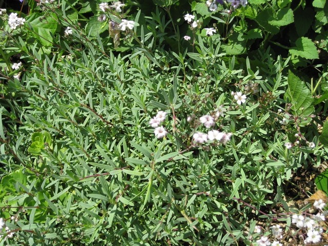 Gypsophila - Sadrenka
Avtor: muha
rastline.mojforum.si