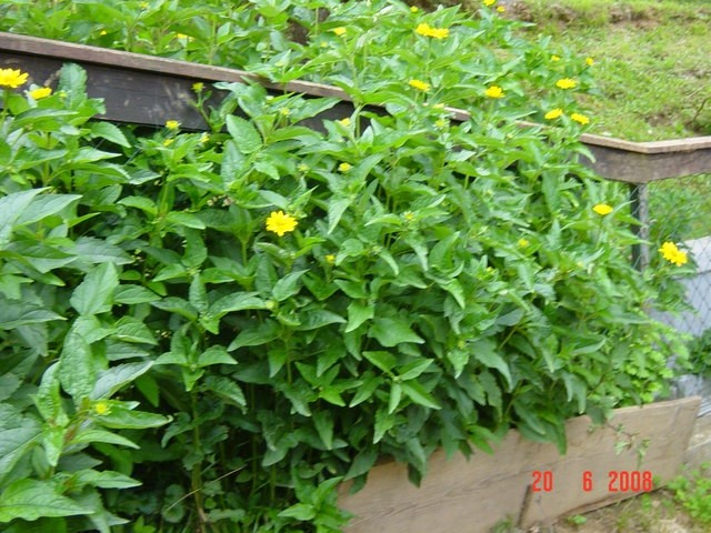 Heliopsis Helianthoides - hrapavi heliopsis
Avtor: muha
rastline.mojforum.si