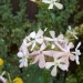 Saponaria - Milnica, saponarija
Avtor: katrinca
rastline.mojforum.si