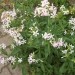 Saponaria - Milnica, saponarija
Avtor: katrinca
rastline.mojforum.si