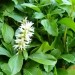 Pahisandra terminalis - ižander
Avtor: muha
rastline.mojforum.si