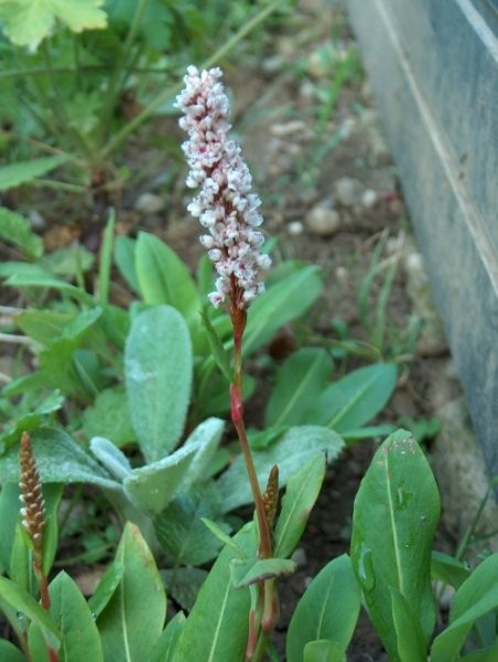 Polygonum - Dresen
Avtor: katrinca
rastline.mojforum.si