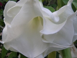 Brugmansia - Datura, okrasni kristavec
Avtor: nsns
rastline.mojforum.si