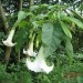 Brugmansia - Datura, okrasni kristavec
Avtor: linda
rastline.mojforum.si
