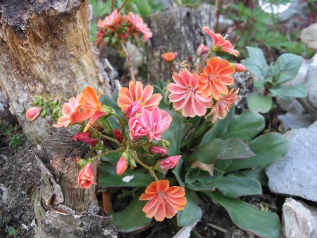 Lewisia - Levizija
Avtor: linda
rastline.mojforum.si