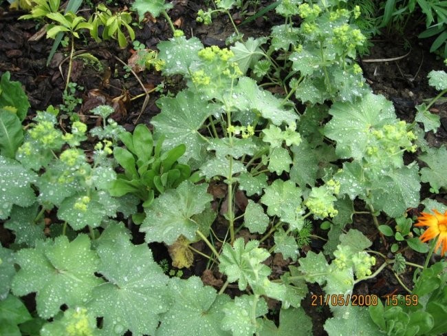 Alchemilla - plahtica,rosnik
Avtor: linda
rastline.mojforum.si
