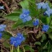 Omphalodes verna - spomladanska torilnica, velecvetni popčki
Avtor: katrinca
rastline.mo