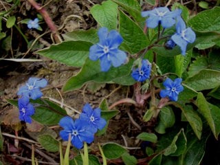 Omphalodes verna - spomladanska torilnica, velecvetni popčki
Avtor: katrinca
rastline.mo