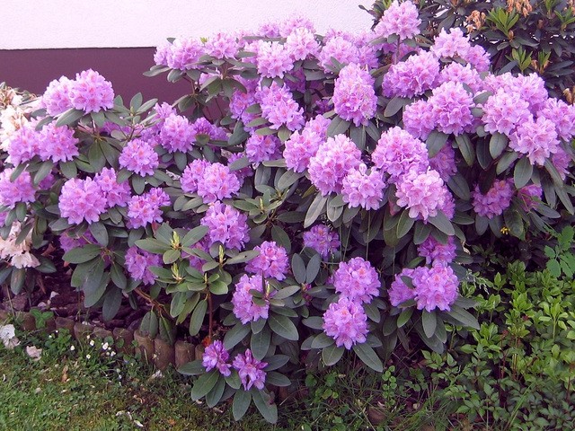 Rhododendron catawbiense 