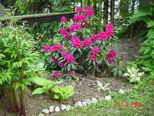 Rhododendron - Rododendron
Avtor: muha, rastline.mojforum.si