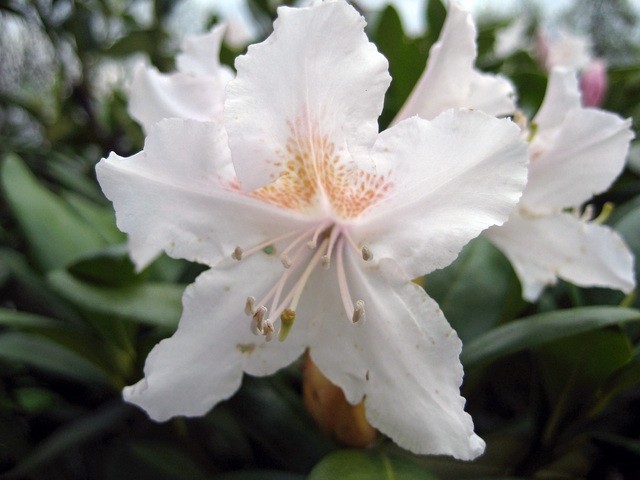 Rhododendron 'Catawbiense Album' 
Avtor: zupka
rastline.mojforum.si