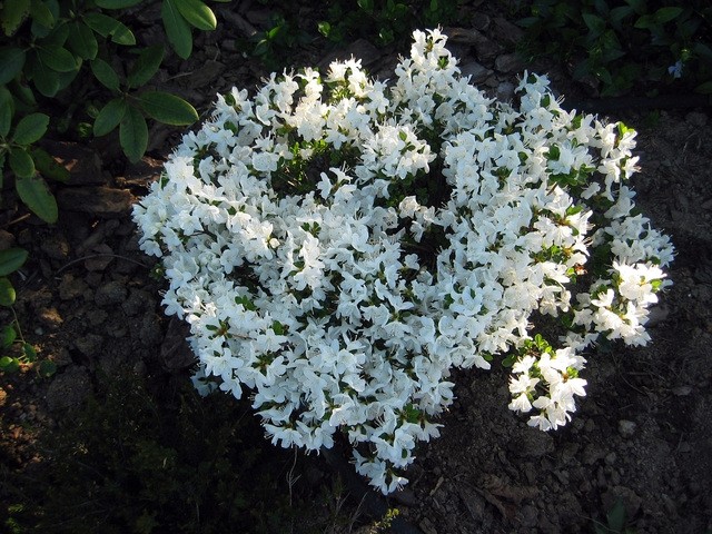 Rhododendron 