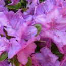 Rhododendron Lilac Time - Azaleja Avtor:katrinca rastline.mojforum.si