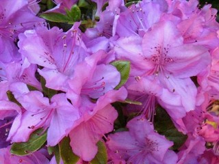 Rhododendron Lilac Time - Azaleja Avtor:katrinca rastline.mojforum.si