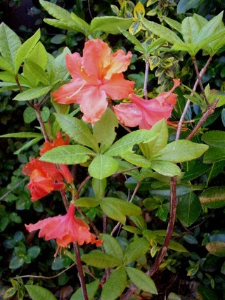 Rhododendron Homebush - Azaleja
Avtor:katrinca rastline.mojforum.si