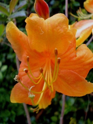 Rhododendron Homebush - Azaleja
Avtor:katrinca rastline.mojforum.si