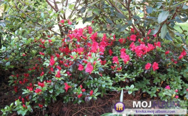 Rhododendron  - Azaleja
Avtor:Roža  rastline.mojforum.si