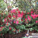 Rhododendron  - Azaleja
Avtor:Roža  rastline.mojforum.si