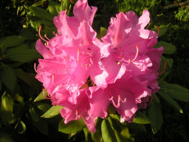 Rhododendron  - Azaleja 
Avtor:romana
 rastline.mojforum.si