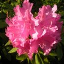 Rhododendron  - Azaleja 
Avtor:romana
 rastline.mojforum.si