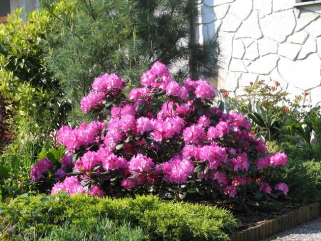 Rhododendron  - Azaleja
Avtor: mfranc
rastline.mojforum.si