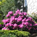 Rhododendron  - Azaleja
Avtor: mfranc
rastline.mojforum.si