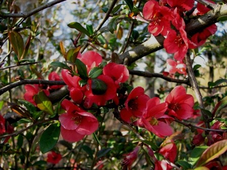 Chaenomeles - Japonska kutina Avtor: magnolija, rastline.mojforum.si