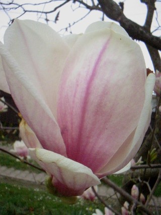 Magnolia - Magnolija Avtor: katrinca,rastline.mojforum.si