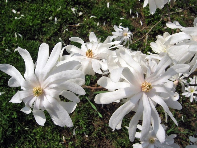 Magnolia stellata - Magnolija
Avtor: zupka
rastline.mojforum.si
