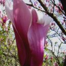 Magnolia - Magnolija    Avtor: katrinca rastline.mojforum.si