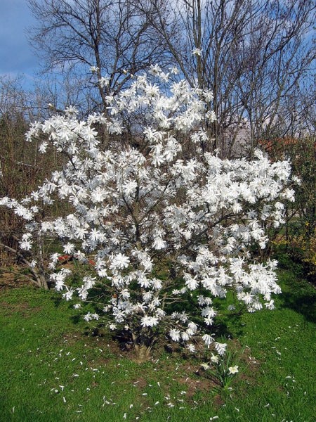 Magnolia stellata - Magnolija
Avtor: zupka
rastline.mojforum.si