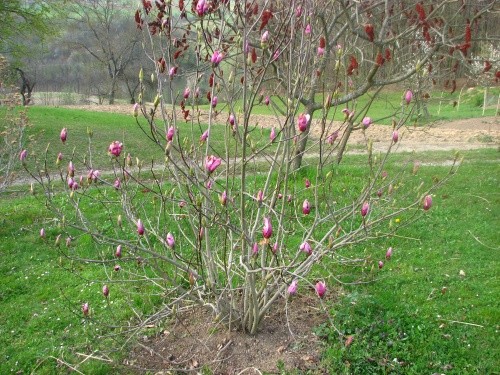 Magnolia - Magnolia 
Avtor: magnolija    
rastline.mojforum.si
