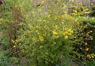 Kerria  japonica