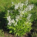 Deutzia grazilic - Mala dojčija, Avtor: zupka, 
rastline.mojforum.si 