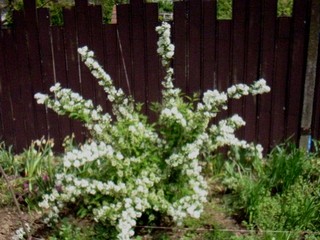 Deutzia 
Avtor: katrinca
rastline.mojforum.si 