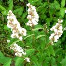 Deutzia 
Avtor: vrtnarka
rastline.mojforum.si 