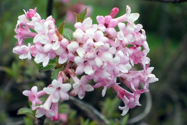 Viburnum bodnantense - Brogovita     Avtor: zupka 
rastline.mojforum.si