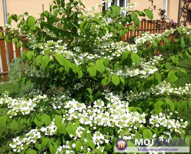 Viburnum plicatum  - Brogovita  Avtor: Roža rastline.mojforum.si