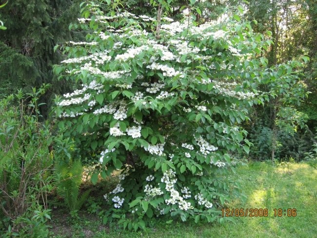 Viburnum  - Brogovita Avtor: linda
rastline.mojforum.si 