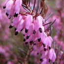 Erica - resa, vresje