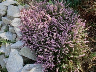 Erica carnea - Resa 

  Avtor: katrinca
rastline.mojforum.si