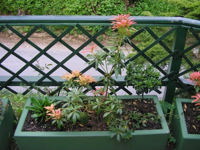 Pieris japonica - japonski pieris, Avtor: romana, rastline.mojforum.si