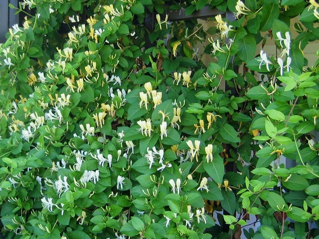 Lonciera japonica - Kosteničevje, kovačnik, Avtor: zupka,  
rastline.mojforum.si
