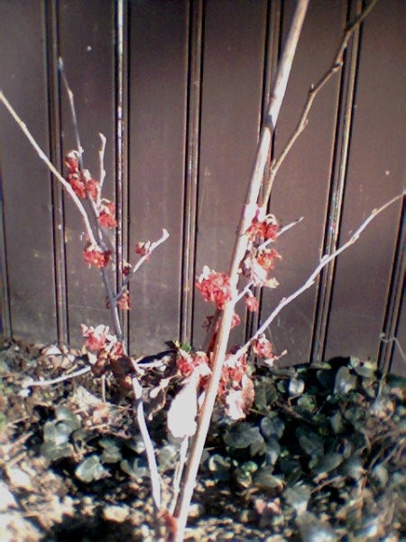 Hamamelis - Nepozebnik, Avtor: katrinca
rastline.mojforum.si