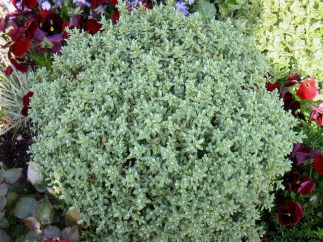 Hebe - Grmasti jetičnik, Avtor: katrinca, rastline.mojforum.si