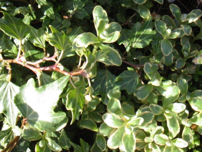Hedera - Bršljan, Avtor:katrinca rastline.mojforum.si