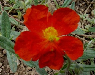 Helianthemum - Sončece
Avtor: katrinca  rastline.mojforum.si