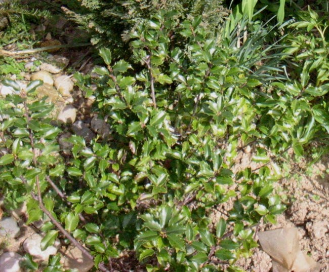 Ilex - Bodika, Avtor: katrinca, rastline.mojforum.si